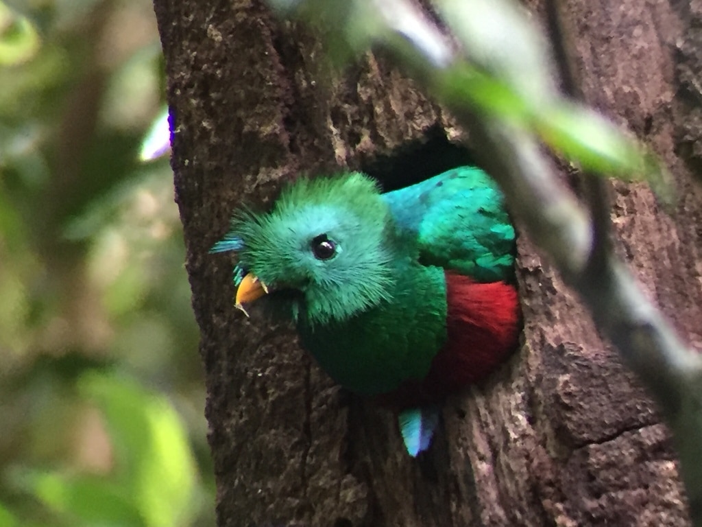 quetzal guatemalteco pharomachrus mocinno
