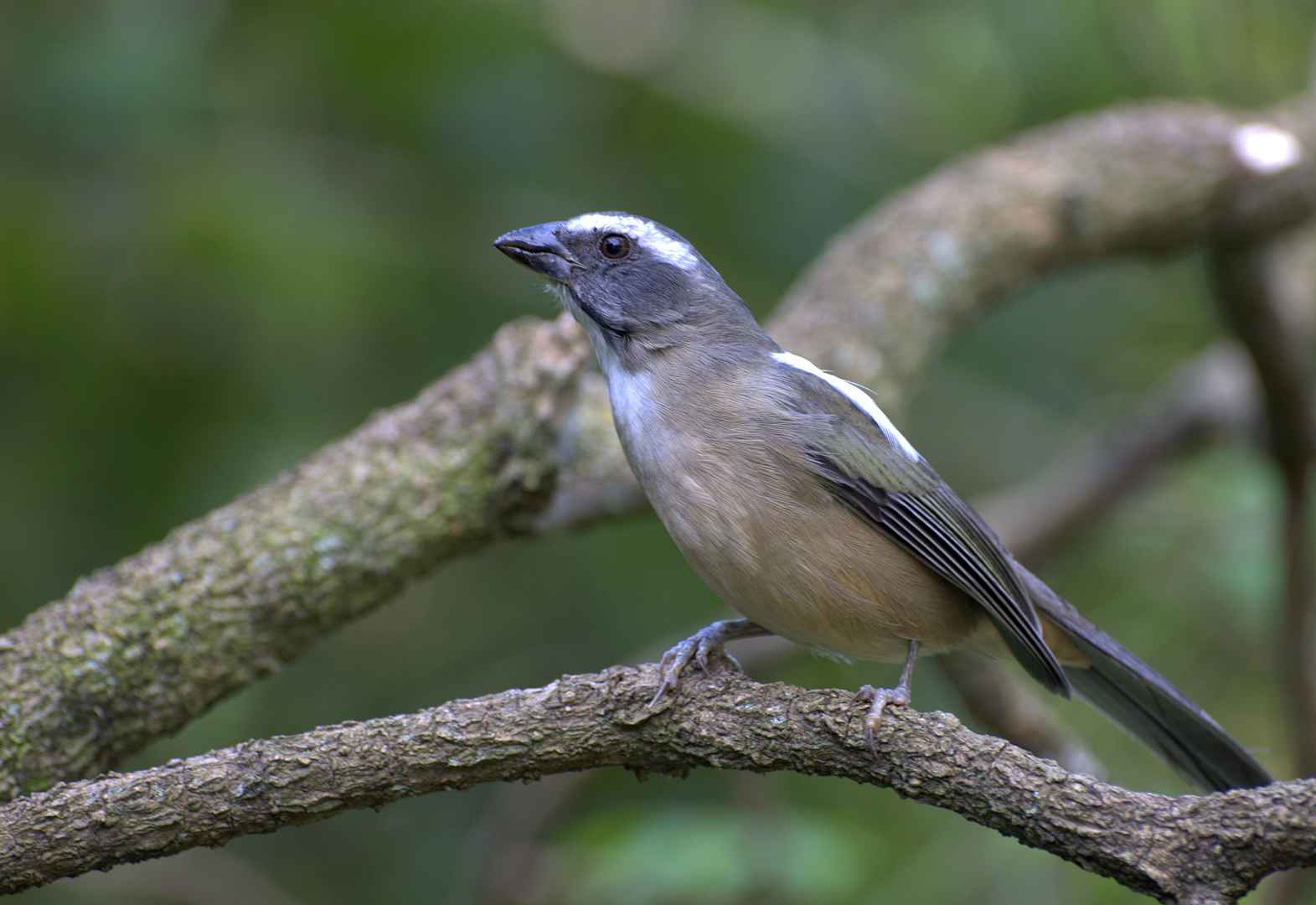 Pepitero verdoso - Saltator similis.