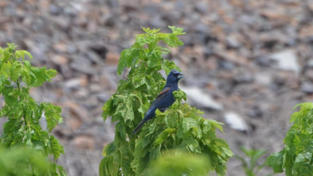 azulillo grande passerina caerulea