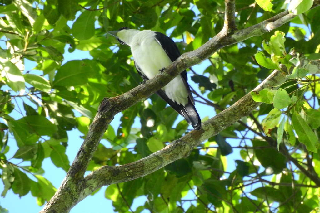 oruguero bicolor coracina bicolor