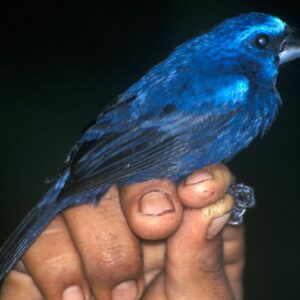 Picogrueso Azul - Cyanocompsa Parellina.