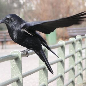 Corneja Negra - Corvus Corone.