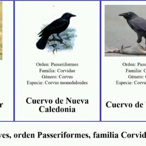 Cuervo Acollarado - Corvus Pectoralis.