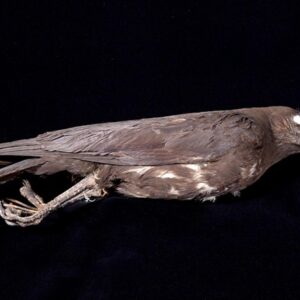 Cuervo Cabecipardo - Corvus Fuscicapillus.