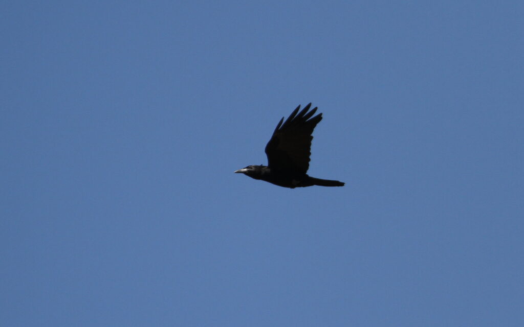 cuervo cubano corvus nasicus