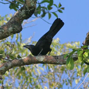 Cuervo De Flores - Corvus Florensis.