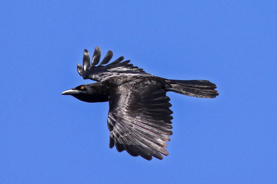 cuervo de la espanola corvus leucognaphalus