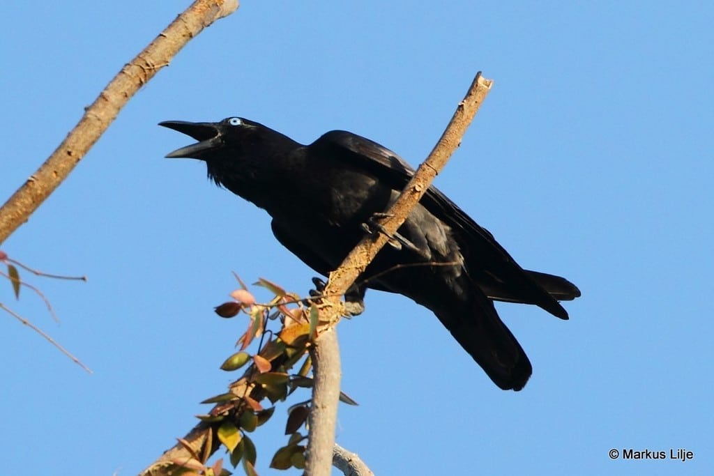 cuervo de las bismarck corvus insularis