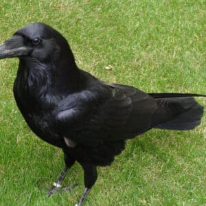Cuervo Grande - Corvus Corax.