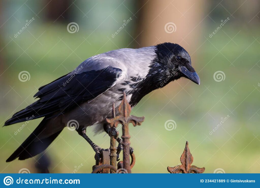 cuervo gris corvus tristis