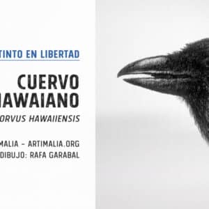 Cuervo Hawaiano - Corvus Hawaiiensis.