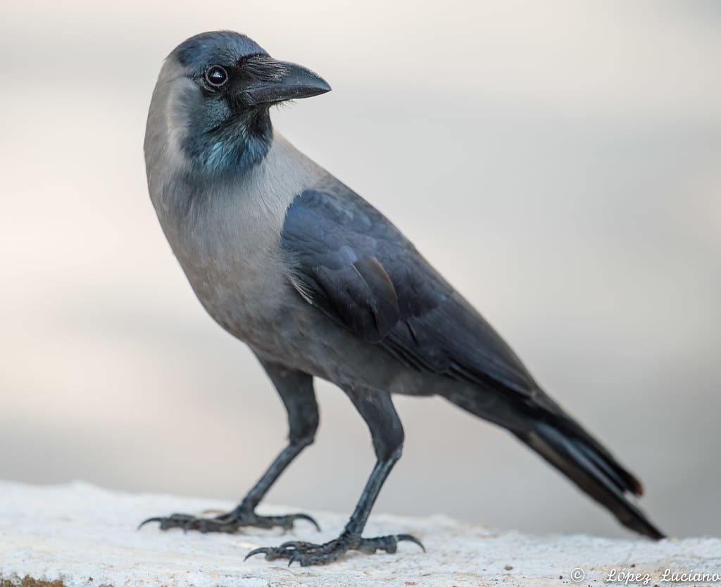 cuervo indio corvus splendens
