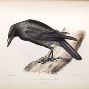 Cuervo Jamaicano - Corvus Jamaicensis.