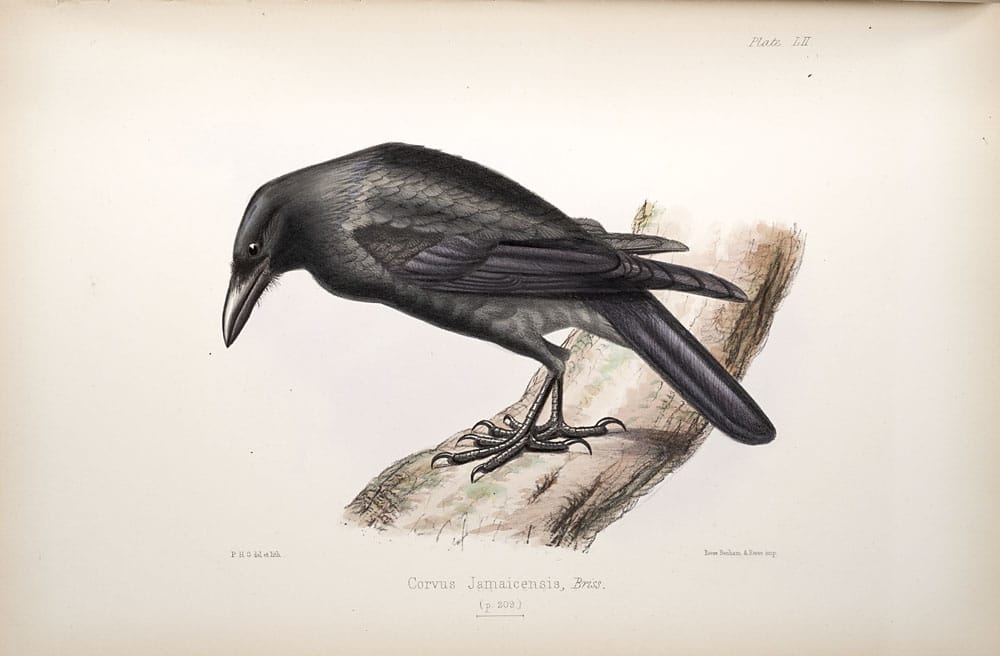 cuervo jamaicano corvus jamaicensis