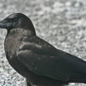 Cuervo Pescador - Corvus Ossifragus.