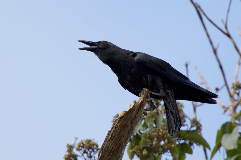 cuervo picofino corvus enca