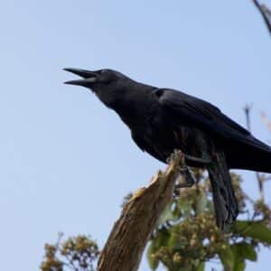 Cuervo Picofino - Corvus Enca.