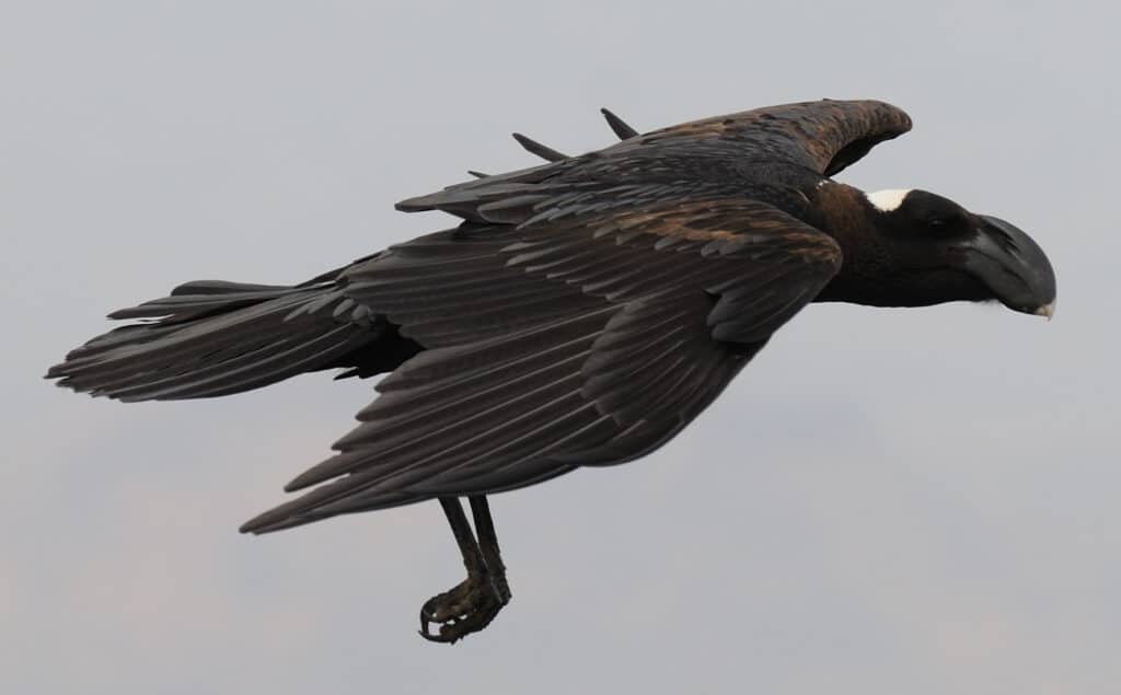 cuervo picogordo corvus crassirostris