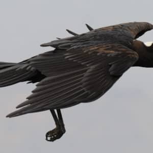 Cuervo Picogordo - Corvus Crassirostris.