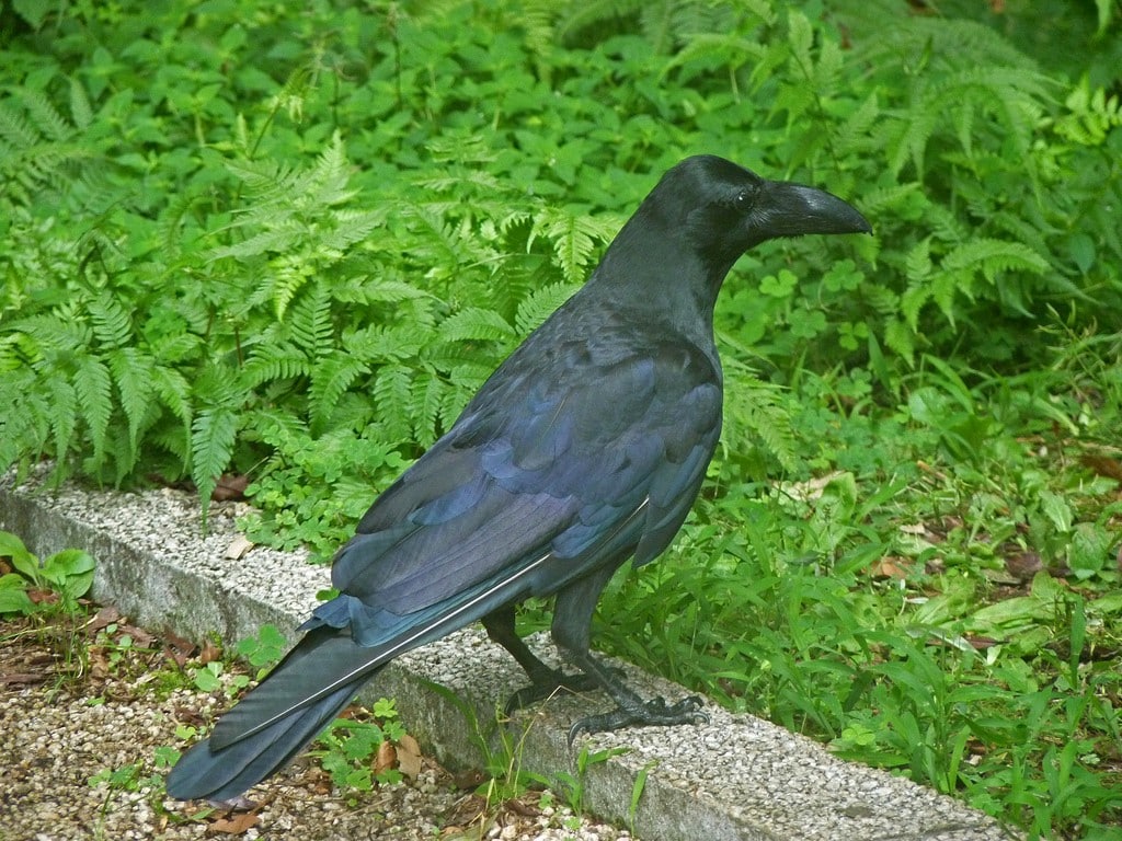 cuervo picudo corvus macrorhynchos