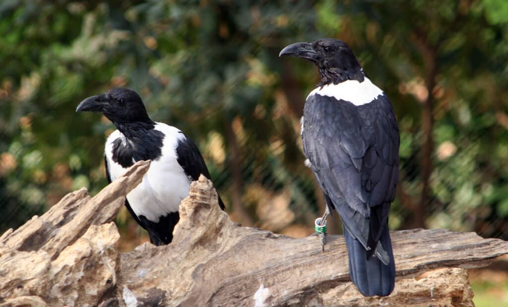 cuervo pio corvus albus