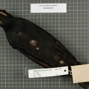 Cuervo Piquiblanco - Corvus Woodfordi.