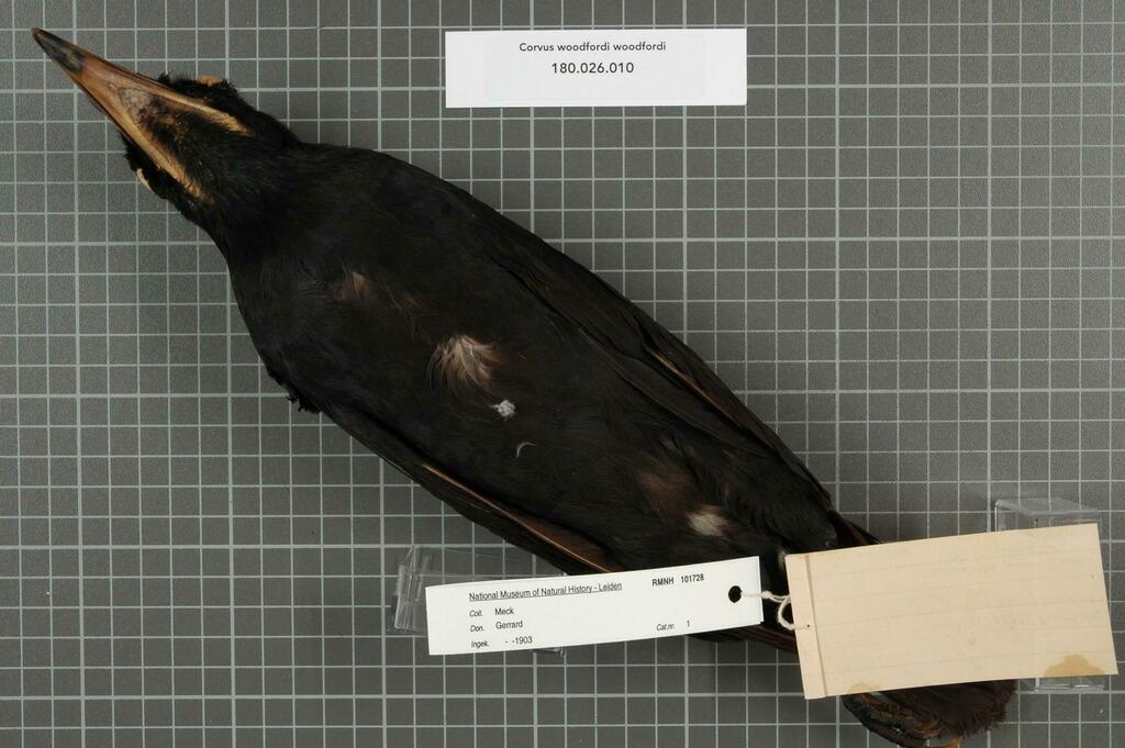 cuervo piquiblanco corvus woodfordi